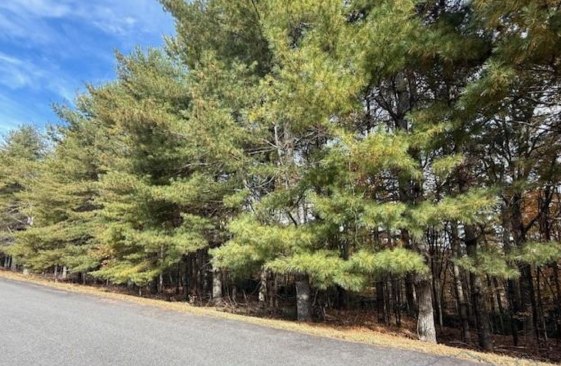 Pine trees on a wooded lot at TBD Woodland Shores, Jefferson NC — MLS #265121, listed by John Blevins, Regency Properties